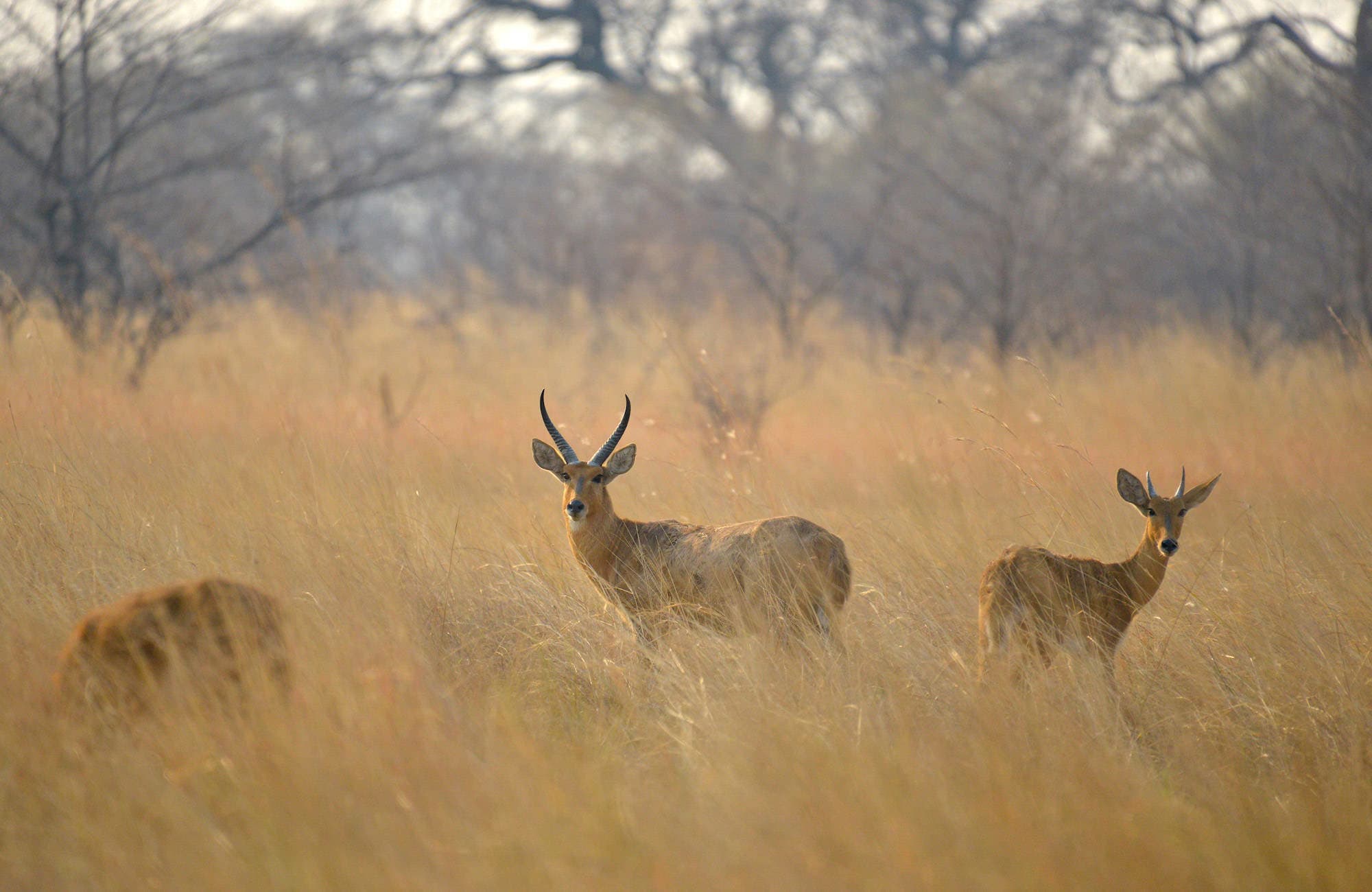 Zambezi Experience (5)